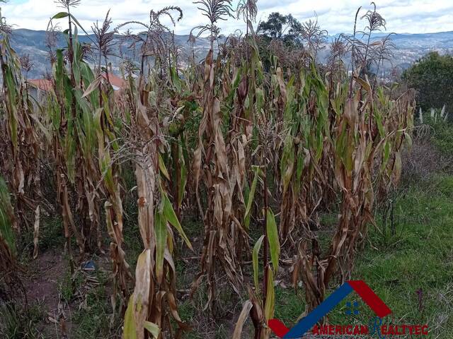 #Cod. 1014 - Haras para Venta en Azogues - F
